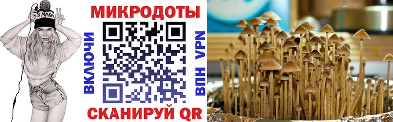 Купить где  Дорогобуж  Псилоцибиновые грибы GOLDEN TEACHER 